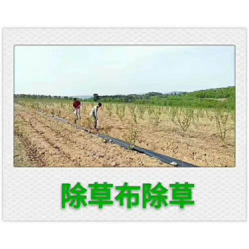 防草�?1